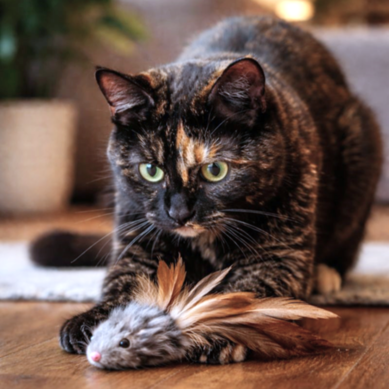 Szylkretowa kotka z zabawką - mysz z piórkami, ilustracja do tekstu o cyklu łowieckim.