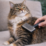 Pręgowany kot i ręka opiekuna ze szczotką