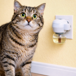 Pręgowany kot obok dyfuzora z kocimi feromonami