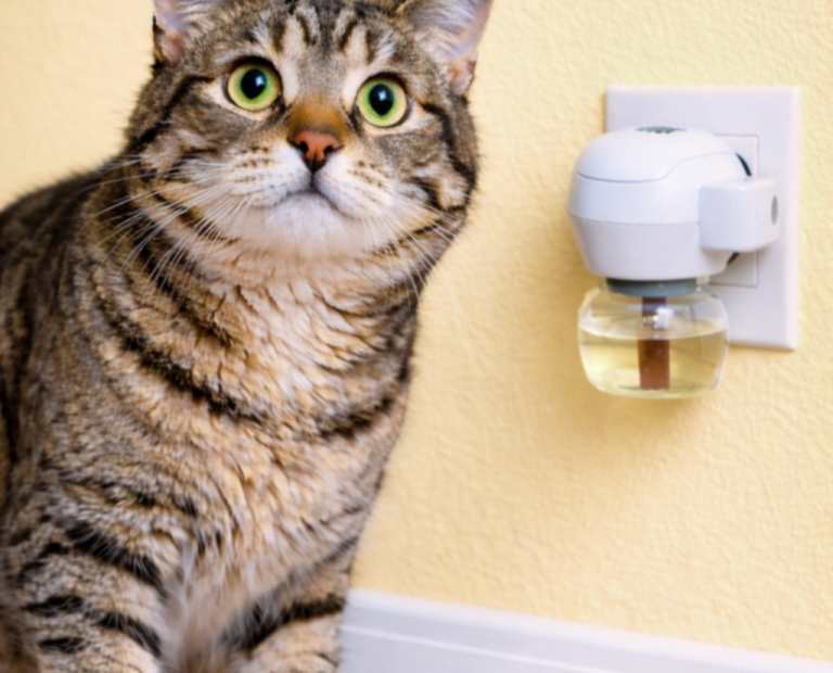 Pręgowany kot obok dyfuzora z kocimi feromonami