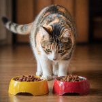 Kotka calico nad dwoma miskami z jedzeniem